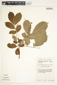 Image result for Lecaniodiscus