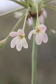 Image result for Pelargonium luridum