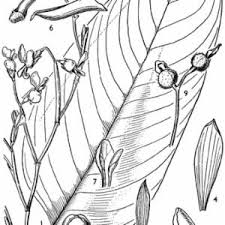 Image result for Marantochloa purpurea