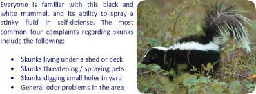 How To Keep Skunks Away From Your House And Yard Skunk Repellent Getting Rid Of Skunks Skunk