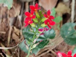 Image result for Kalanchoe crenata