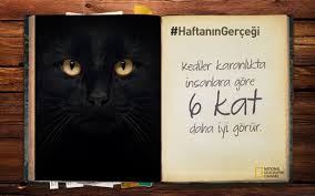 Haftaningercegi Kediler Karanlikta Insanlara Gore 6 Kat Daha Iyi Gorur Goruntuler Ile Kedi Karanlik Atlar