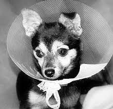 How To Care For A Dog After Neutering Surgery The First 24 Hours Cuteness Dogs Puppy Time Dog Care