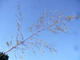 Image result for Eragrostis paradoxa