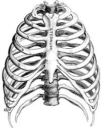 Lets look at the ribcage shape from the side. Pin On I Daydream In Ink