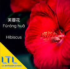 Chinese Flowers Chinese Flowers Mandarin Chinese Learning Chinese Language
