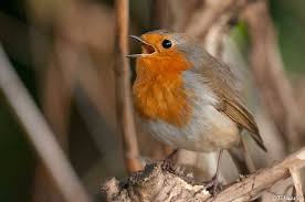 Check spelling or type a new query. Le Rouge Gorge Fidele Compagnon Des Jardiniers Un Jardin A Landrevarzec