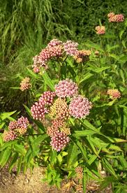 Marsh Milkweed Native Plants Unlimited With Images Native Plants Plants Little Garden