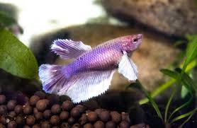 It may seem awkward that a fish. My Daughter S First Pet The Next Big Model Organism The Scientist Magazine