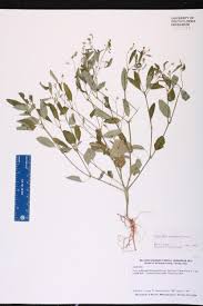 Image result for Euphorbia graminea