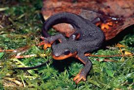 Image result for california newts