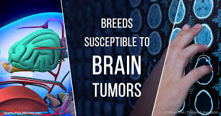 Discovering a tumor on your dog can be scary. The Most Common Symptoms Of Brain Tumors In Dogs