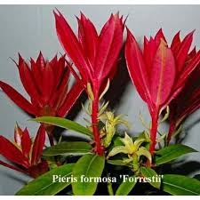 Image result for Pieris formosa