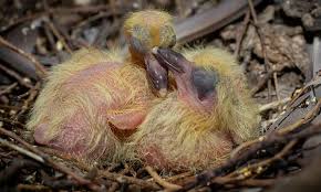 Baby Mourning Doves Caring For And Feeding Abandoned Dove Babies Wild Bird Scoop