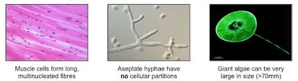 Check spelling or type a new query. Cell Theory Bioninja