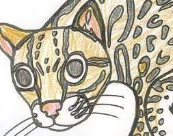 Animals of the rainforest coloring pages. Coloring Pages Rainforest Alliance