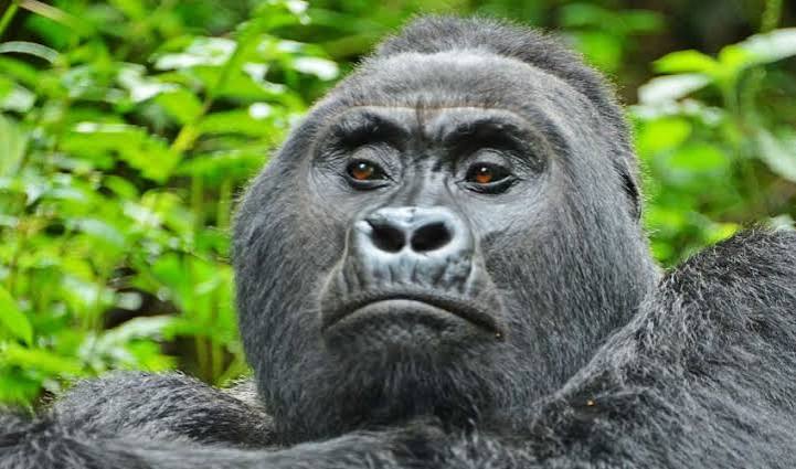 gorilla trekking for overweight travelers