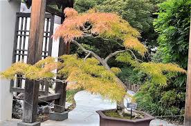 Check spelling or type a new query. Plant Details