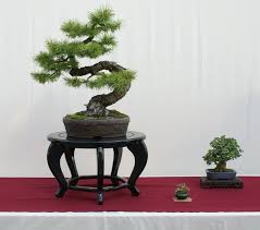 Bonsai Table Inspiration For Dragon Style Trunk Bonsai Tree Bonsai Bonsai Garden