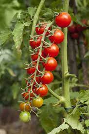 We did not find results for: Get Chef Jeff Sweet 100 Tomato In Mi At English Gardens Nurseries Serving Clinton Township Dearborn Heights Eastpointe Royal Oak West Bloomfield And The Plymouth Ann Arbor Michigan Areas