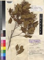 Image result for Olea chimanimani