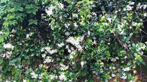 Delight the senses with fragrant plants in your garden. 11 Fragrant Plants To Add To Your Garden