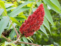 Image result for Anacardiaceae