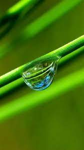 download wallpaper 2160x3840 grass dew close up 4k sony xperia z5 premium dual hd background xperia wallpaper mobile wallpaper android hd phone wallpapers