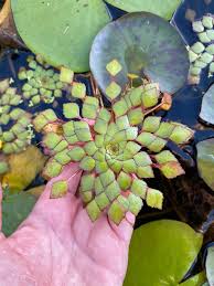 Ludwigia Sedioides Mosaic Flower Pond Plant for Sale in Cairns