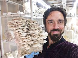 What are the yields for grey oyster mushrooms?