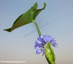 Image result for Monochoria