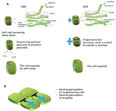 Check spelling or type a new query. Models Of Plant Cell Expansion And Mechanosensory Signals A Download Scientific Diagram