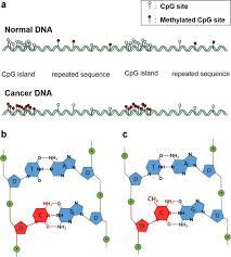Cheap industrial metal detectors, buy quality tools directly from china suppliers:professional ground metal detector md6250 gold detector treasure finder metal detector give modes enjoy free shipping worldwide! Terahertz Molecular Resonance Of Cancer Dna Scientific Reports