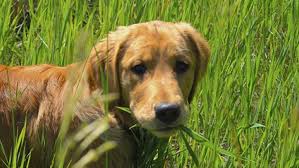 Mon Chien Mange Du Gazon