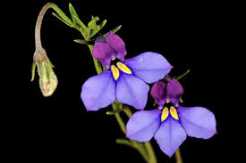 Image result for Monopsis decipiens