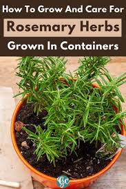 Image result for rosemary container