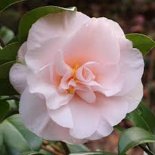 Camellia Moonlight Bay