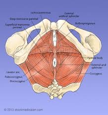 The muscles of the pelvis form its floor. The Muscles In The Pelvic Floor Are A Functional Group Of Many Muscles That Are Truly The Foundation Of Most O Pelvic Floor Muscles Pelvic Floor Muscle Anatomy