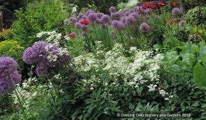 Image result for Clematis recta atropurpurea