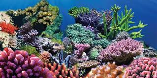 Bring A Touch Of The Ocean To Your Aquarium With The Sporn Static Cling Coral Aquarium Background This Static Aquarium Backgrounds Coral Aquarium Static Cling