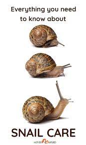 Keeping Pet Snails Everything You Need To Know About Their Care Pet Snails Snails In Garden Snail