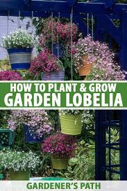 Image result for lobelia