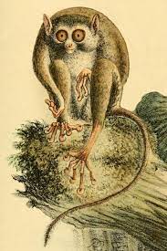 Tarsiers range from 3 to 6 inches long, but their tails add another 5 to 11 inches of length. Sangihe Tarsier Wikipedia