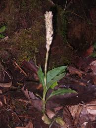 Image result for Platylepis glandulosa