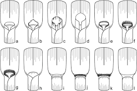 Image result for Baptorhachis foliacea