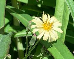 Image result for Lactuca indica