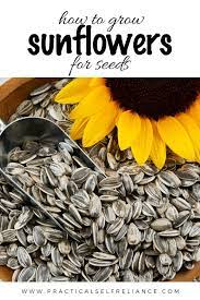 How To Grow Sunflowers For Seeds Growing Sunflowers Planting Sunflowers Harvesting Sunflower Seeds