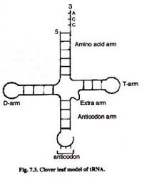 rna types 3 main types of rna with diagram