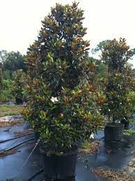 Little Gem Magnolia 45 Gallon Magnolia Trees Ornamental Trees Magnolia Little Gem