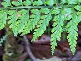 Image result for Asplenium smedsii